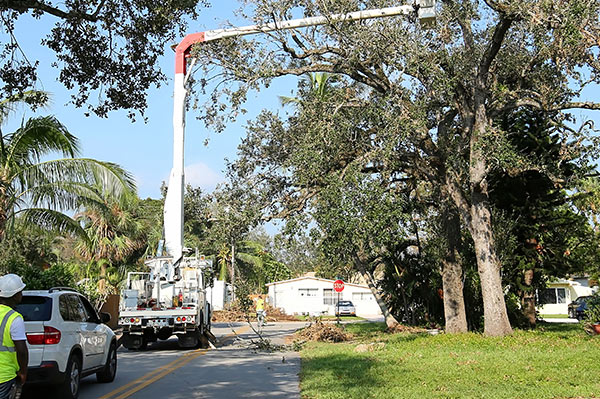 Tree removal